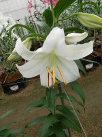 [5266 Casa Blanca TYS No01.JPG]